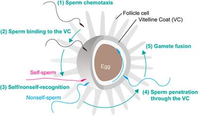 Fertilization of Ascidians: Gamete Interaction, Self/Nonself Recognition and Sperm Penetration of Egg Coat